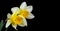 Spring flowers. daffodil flowers in drops of water isolated on black. close up. copy space