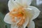 Spring flowers: daffodil Replete