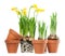 Spring Flowers - Daffodils and Plant Pots