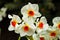 Spring flowers daffodils. White flower with an orange center. A daffodil bud.