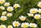Spring flowers daisy background against foliage