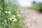 Spring flowers. Daisy with bokeh background in a path