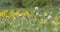 Spring flowers dandelions in meadow, springtime scene