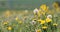 Spring flowers dandelions in meadow, springtime scene