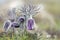 Spring flowers in the dew. Pasque flower Pulsatilla vulgaris and other early flowering plants