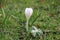 Spring flowers in the feld. Germany Wolfsburg