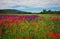 Spring flowers in field. Beautiful landscape.