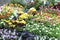 Spring flowers on the flower market daisies pansies, primula