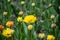 Spring flowers in the flowerbed, many yellow tulips