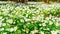 Spring flowers in the forest background. Snowdrop windflower meadow in sunbeams close up photo. A carpet of white anemone flowers