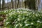 Spring flowers in the forest, blooming wood anemone Anemonoides nemorosa with white petals and yellow pollen under dark tree