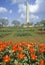 Spring Flowers in front of Washington Monument, Washington, D.C.