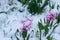 Spring flowers in garden capped with snow during cold snap of ice saints