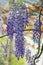 Spring flowers in garden. Climbing shrub of Wisteria with flowers