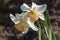 spring flowers in the garden - narcissus (daffodils)