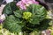 Spring flowers, gift. March 8. The pink hydrangea blossoms in a pot. Flower shop. Plant, botany.