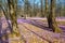 Spring flowers. Glades of flowering crocus Crocus Vernus in park. Cetinje city, Montenegro