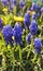 spring flowers grape hyacinth