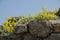 Spring flowers growing on the brittle rock.