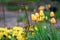 Spring flowers growing in a home garden, yellow and red tulips, metal plant supports and other plants in the background, springtim