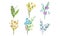 Spring Flowers Growth Vector Set. Colorful Garden and Wild Plants Growing in Spring