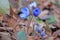 Spring flowers Hepatica with blue buds