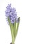 Spring flowers of hyacinth isolated on white