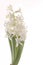 Spring flowers of hyacinth isolated on white