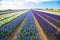 Spring flowers of hyacinths. The Netherlands flower industry.