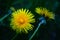 Spring flowers, intensely yellow dandelion, healing plant, herb