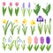 Spring flowers. Irises, lilies of valley, tulips, narcissuses, crocuses and other primroses. Garden design icons