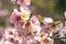 Spring flowers of the Japan quince on the long branches on a light background