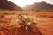 Spring flowers in Jordan Wadi Rum