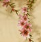 Spring flowers of leptospermum pink cascade