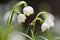 Spring flowers Leucojum vernum, called spring snowflake. Honey bee near