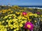 Spring flowers with lighthouse and sea in background in the Namaqua National Park on the West Coast of South Africa