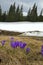 Spring flowers lilac crocus on a forest glade in the mountains. View of the tops of snow-capped mountains