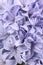 Spring flowers of lilac Hyacinth , background,