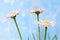 Spring flowers, marguerites