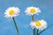 Spring flowers, marguerites and blue sky