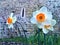 Spring, flowers, and medieval building