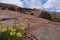 Spring Flowers in Moab , Utah !