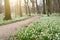 Spring flowers in morning light, blooming forest