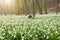 Spring flowers in morning light, blooming forest