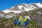 Spring flowers in mountainous landscape, allgau alps germany