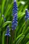 Spring flowers muscari - flower natural spring background with blooming spring flowers of muscari. Closeup of spring flowers in su
