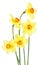 Spring flowers of narcissus isolated on white background. Bouquet of pretty daffodil flowers