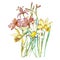 Spring flowers narcissus isolated on white background. Watercolor hand drawn illustration. Easter design.