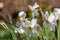 Spring flowers Narcissus poeticus, also called Poet`s narcissus, at Eastcote House Gardens, historic walled garden in London UK