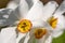 Spring flowers Narcissus poeticus, also called Poet`s narcissus, at Eastcote House Gardens, historic walled garden in London UK